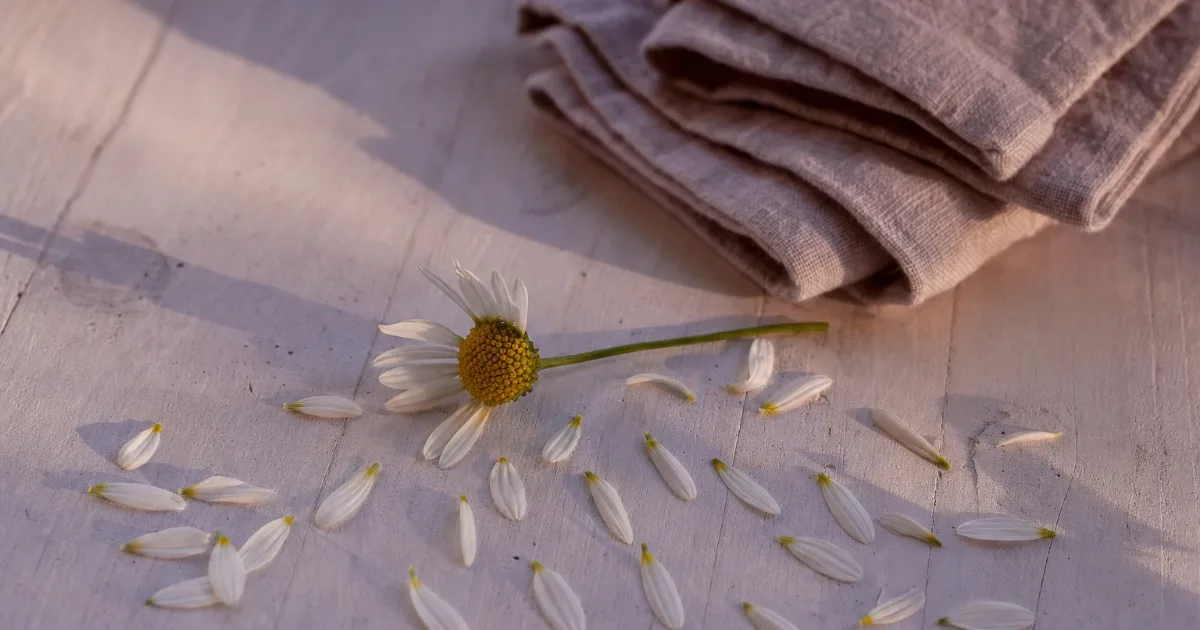 Une marguerite presque entièrement effeuillée sur une table en bois clair, ses pétales éparpillés à côté, une serviette en lin pliée